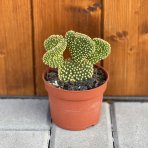 Opuncia (Opuntia microdasys) ´CRISTATA´- výška 5-10 cm, kont. C1L